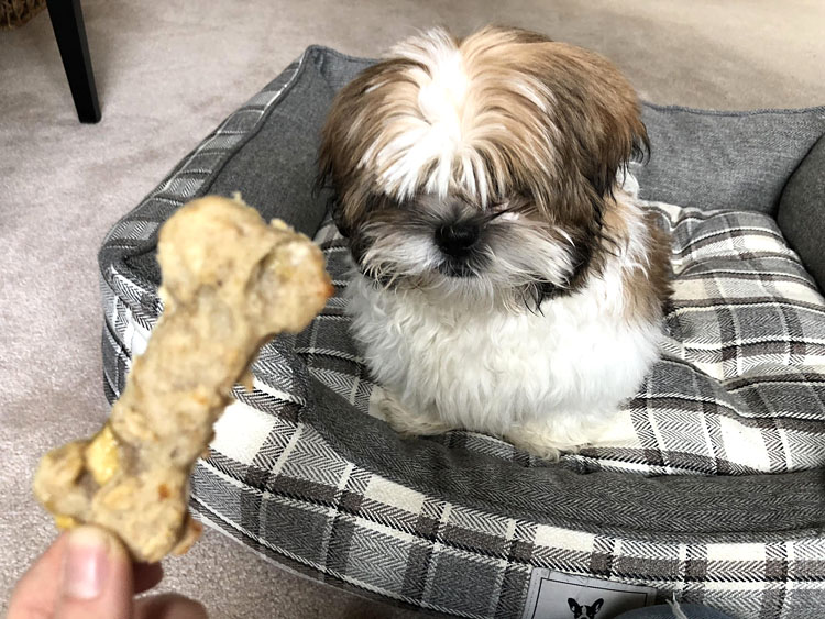 puppy getting fed a homemade oat banana dog bisuit