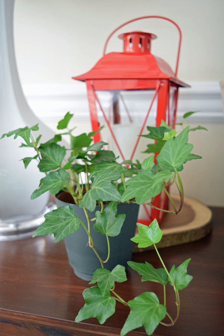 Valentne's Day console table with burlap heart pillow, red lanterns, letter board, gray trayb potted moss and English ivy