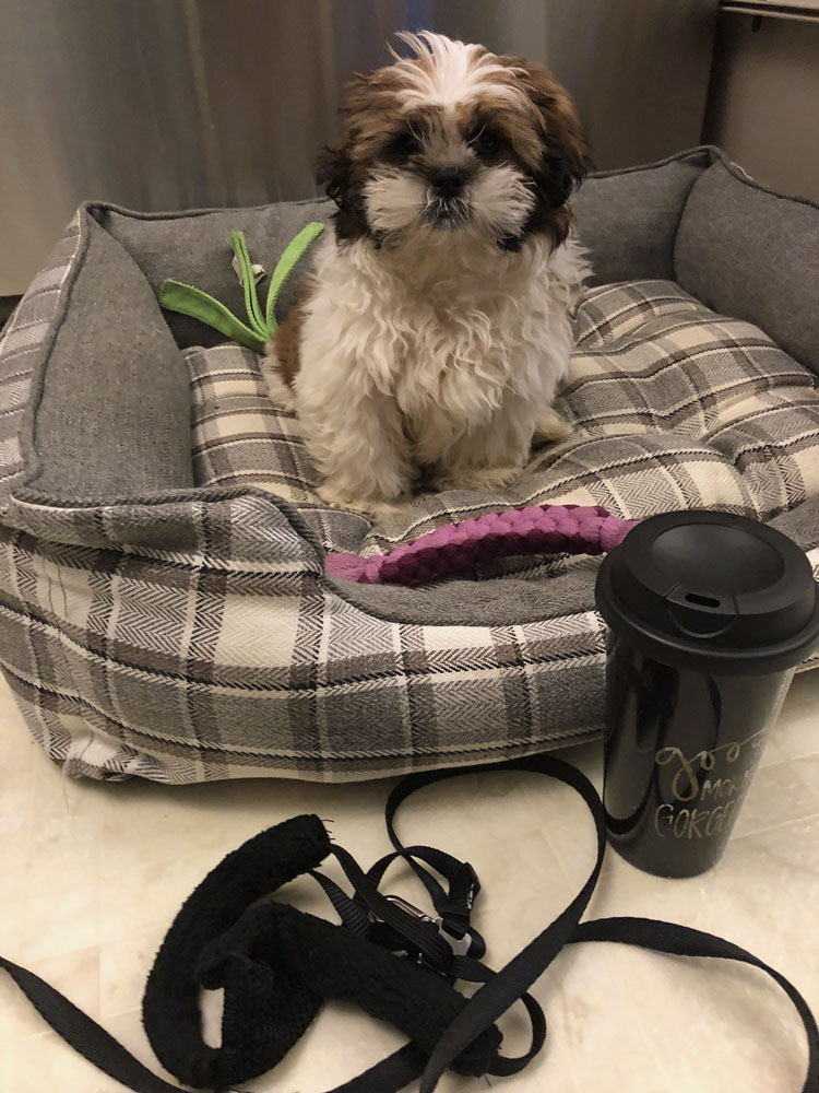 shih tzu puppy with cute travel coffee mug dog harness and leash