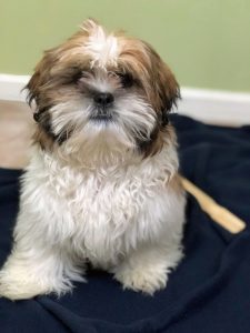 Mochi, a 4 month old male Shih Tzu puppy