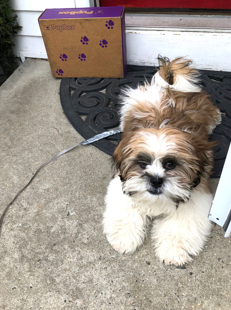 puppy with PupBox