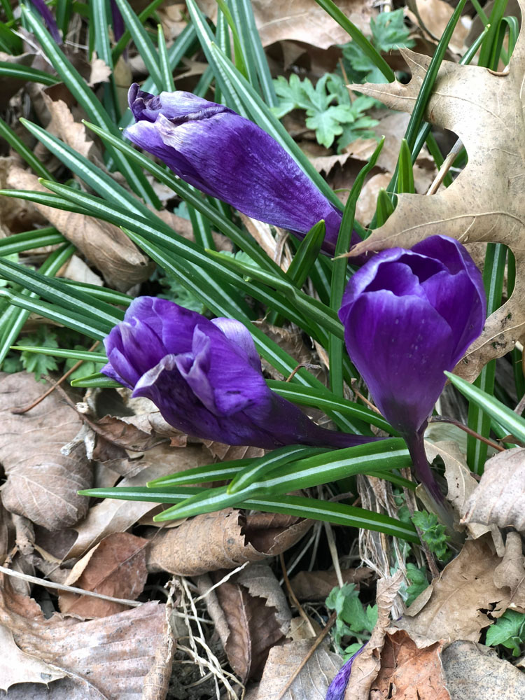 purple spring crocus