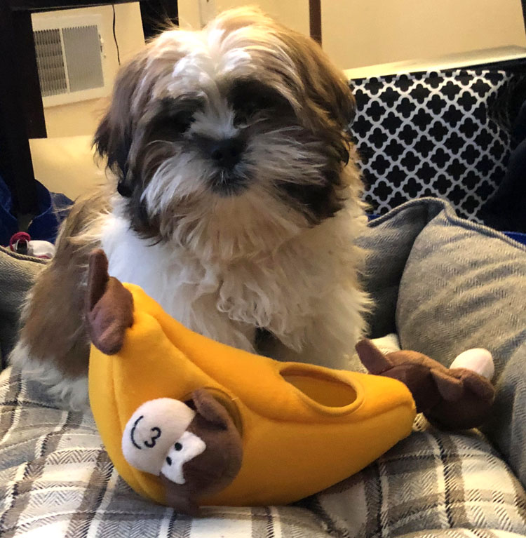 Zippy Burrow Monkey 'n Banana puppy toy