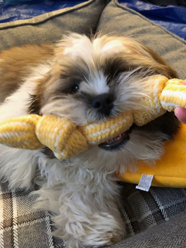 The chenille rope in my puppy's latest PupBox. This rope is so nice and soft for puppy's tender gums