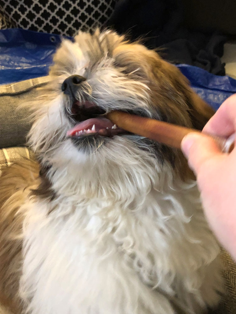 Puppy eating a bully stick from PupBox