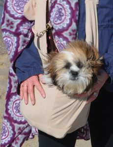 Shih Tzu puppy in FurryFido adjustable and reversible pet sling