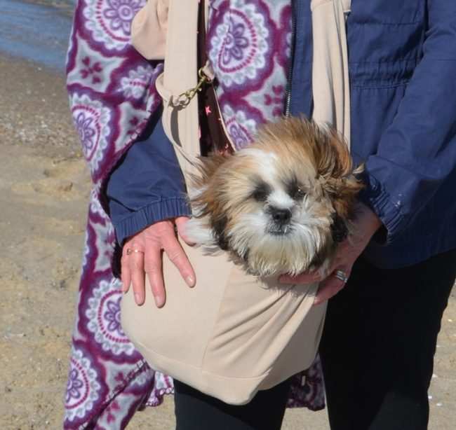 Shih Tzu puppy in FurryFido adjustable and reversible pet sling