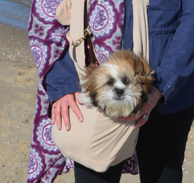 Puppy s 1st Day at Beach Pet Sling Review