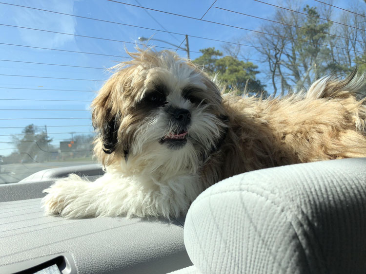 Shin Tzu puppy sitting in car