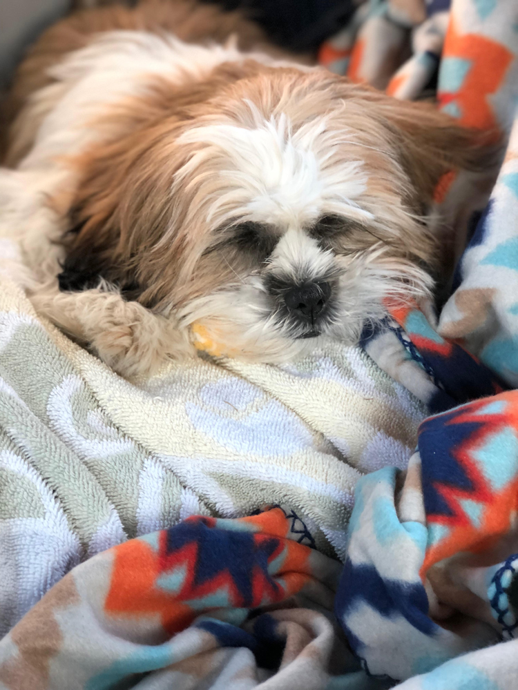 A cute Shih Tzu puppy napping