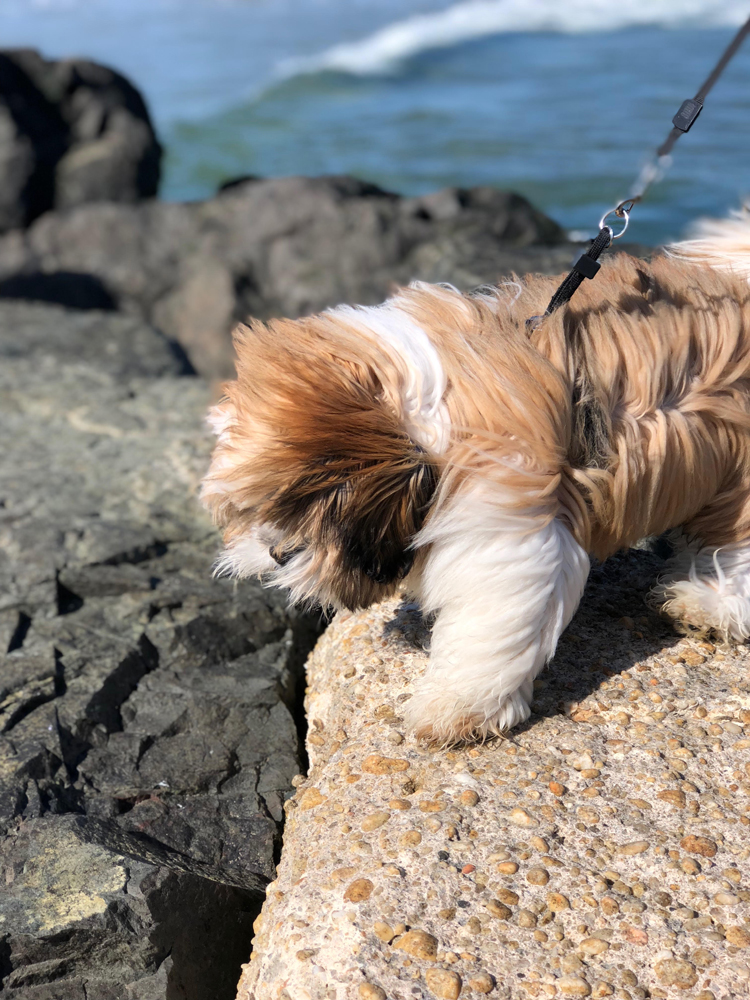 A cute Shih Tzu puppy on the beach at Ocean Grove in NJ