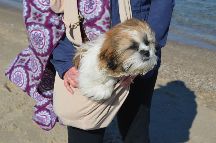 Shih Tzu in a coffee Furry Fido pet sling