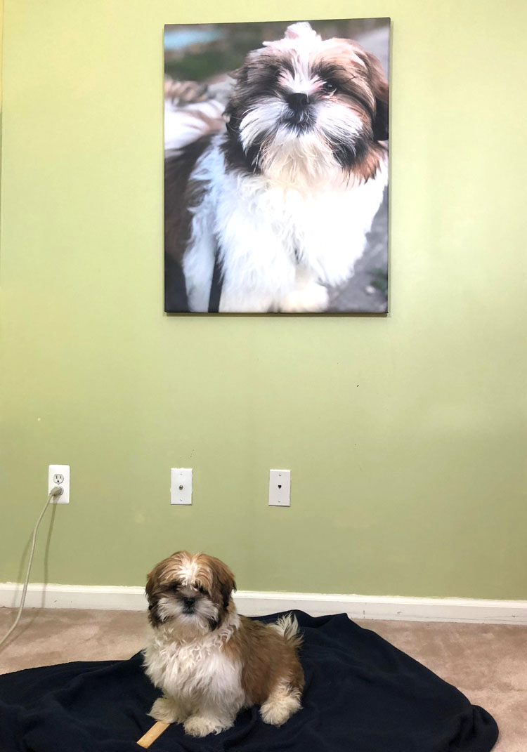 Puppy sitting in front of a home hallway gallery wall with a canvas photo print of him on the wall behind him
