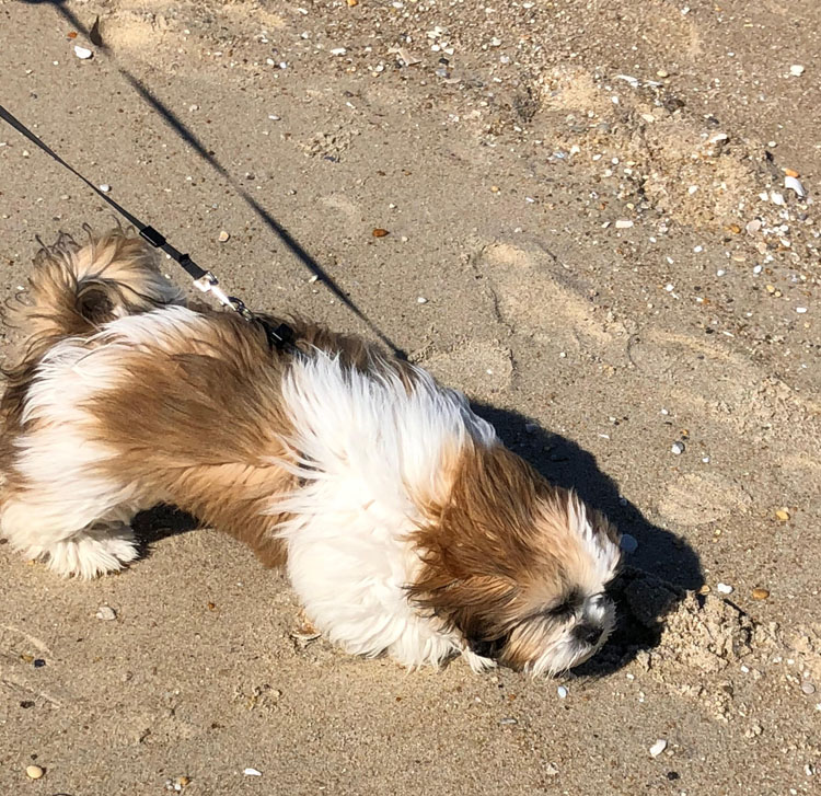 Shih Tzu puppy on beach at Ocean Grove, NJ