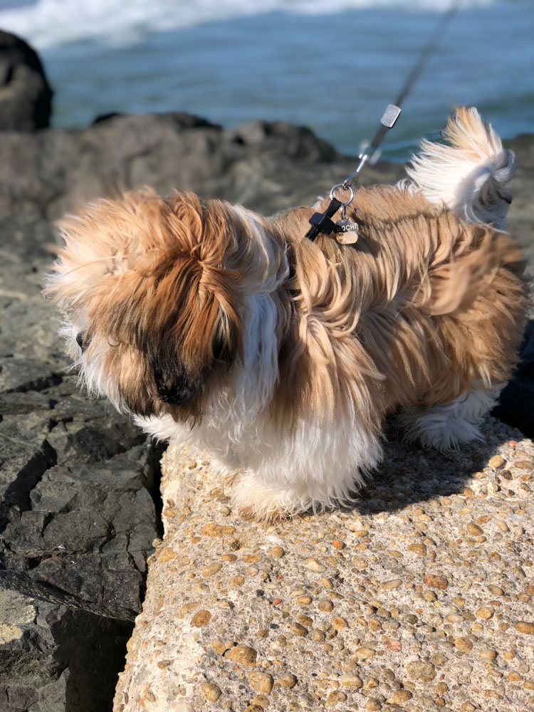 shih tzu puppy at the beach