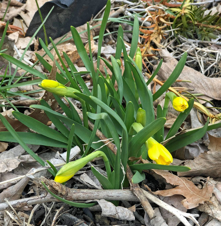 spring daffodils