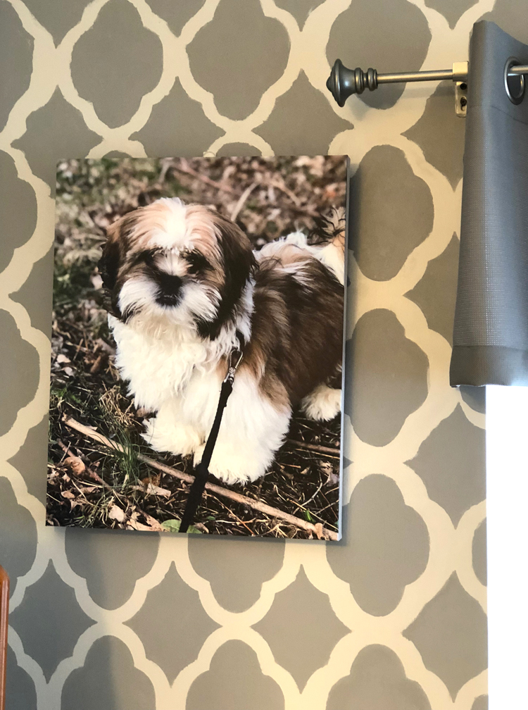 cute canvas print of a puppy made reasonably with Canvas Factory