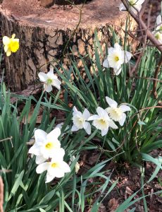 blooming daffodils against a tree stump