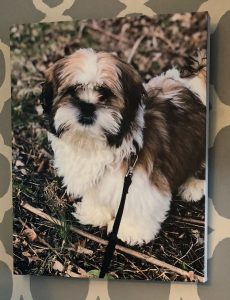 Canvas prints are reasonably priced at Canvas Factory -- this is a print of my Shih Tzu puppy
