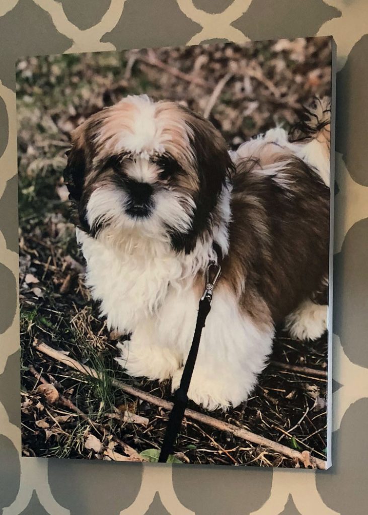 Canvas prints are reasonably priced at Canvas Factory -- this is a print of my Shih Tzu puppy