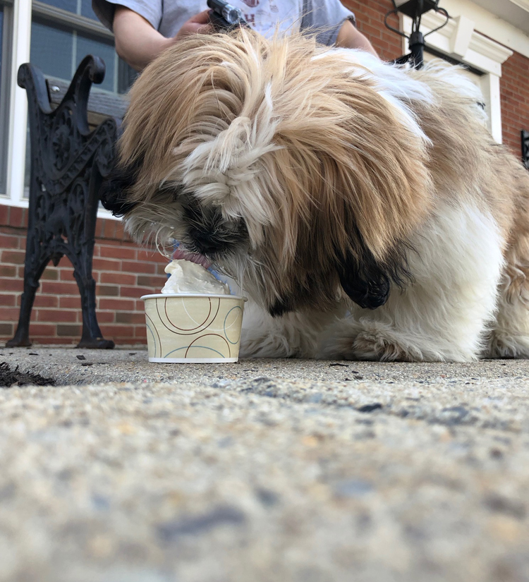 puppy eating vanilla ice cream