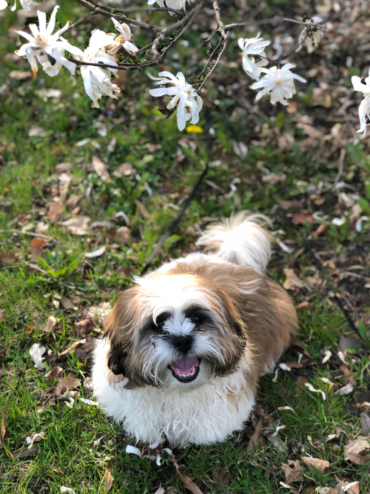 Shih Tzu puppy under a flowering tree