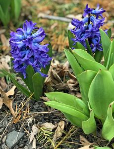 spring hyacinth