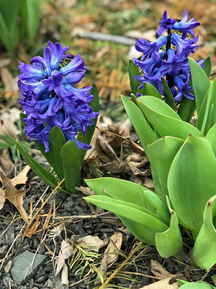 spring hyacinth