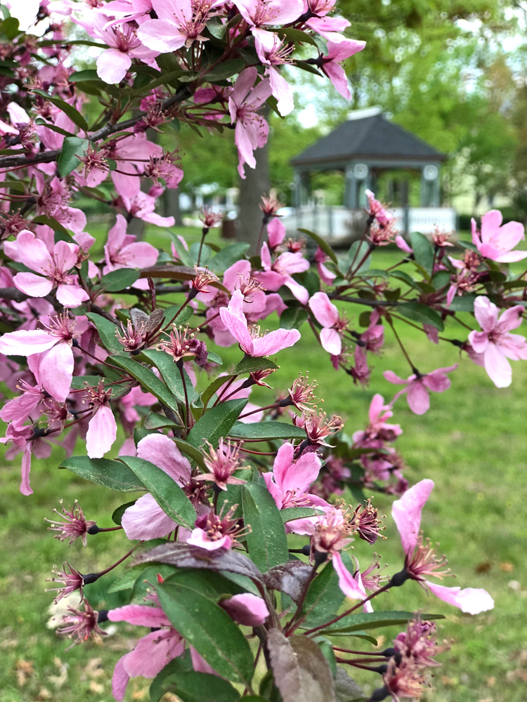 spring flowering tree