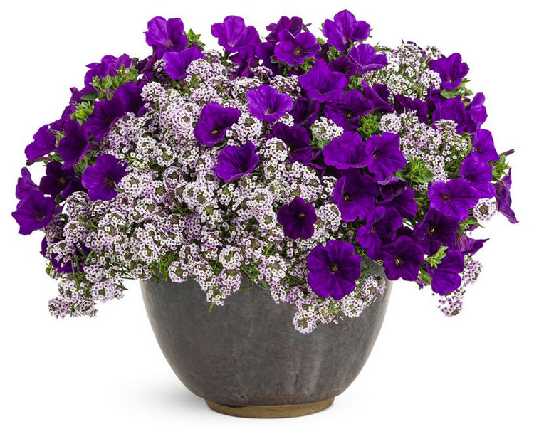 container garden with petunia and alyssum