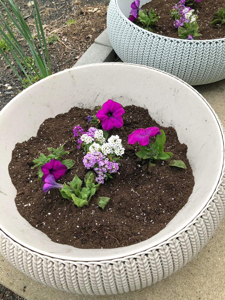Keter Cozies planters planted with purple petunias
