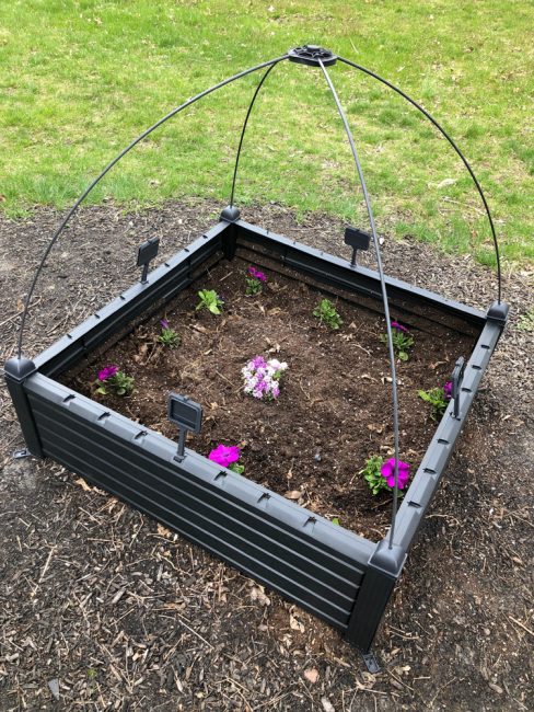 spring and summer petunia and alyssum flowers planted in an easy to assemble Keter raised garden kit