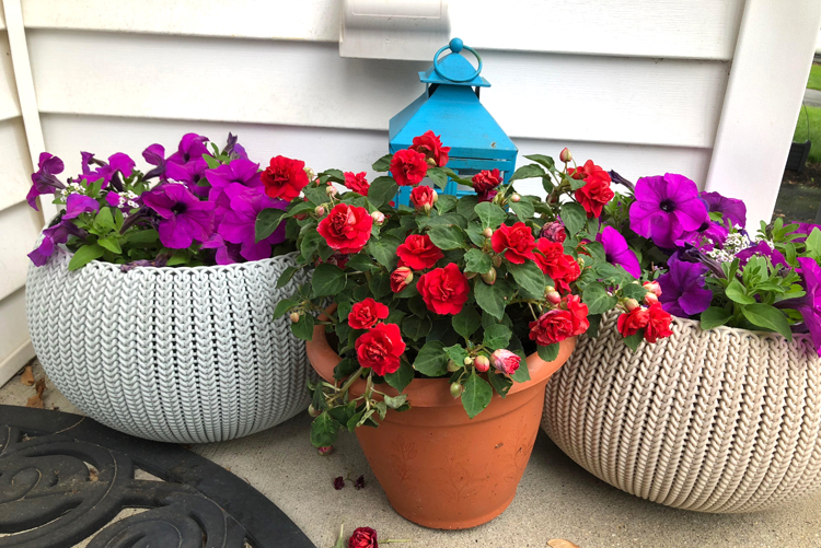 front porch flowers