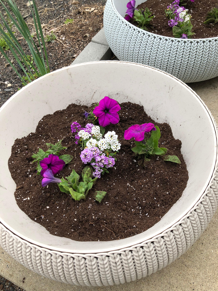 Keter resin planters planted with petunia and alyssum flowers