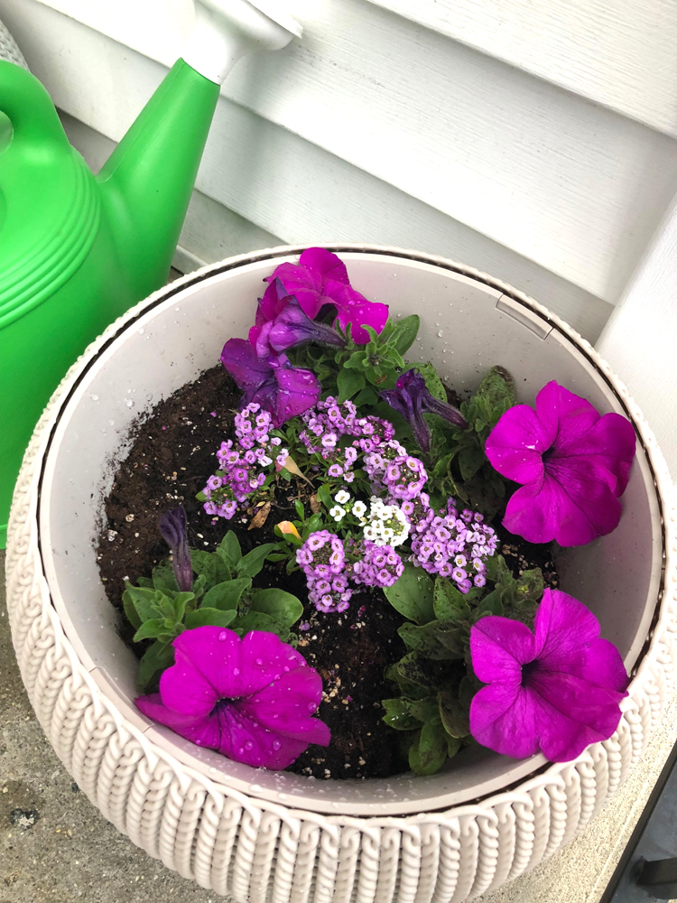 Keter resin planter with petunia and alyssum