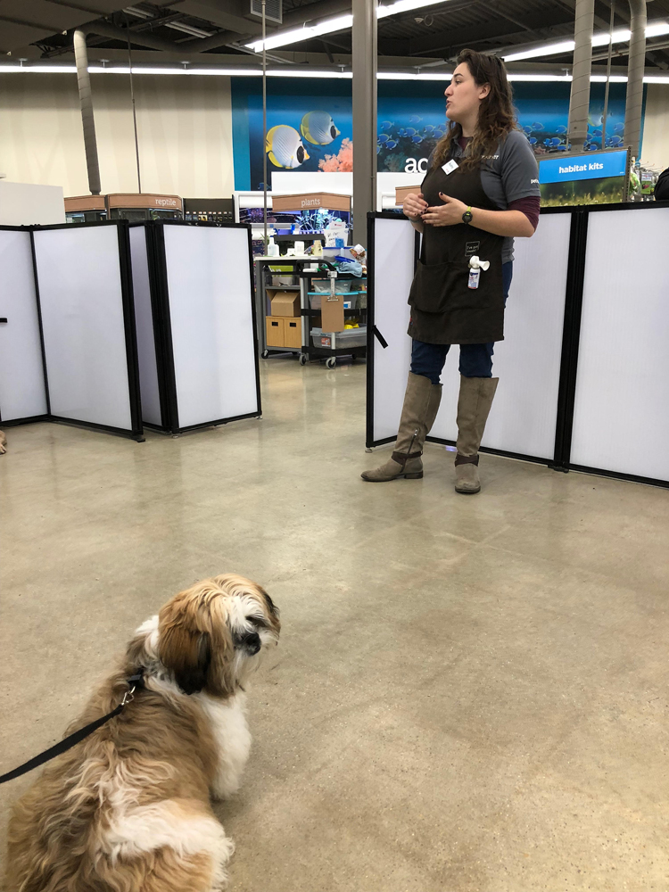 Shih Tzu puppy in puppy class