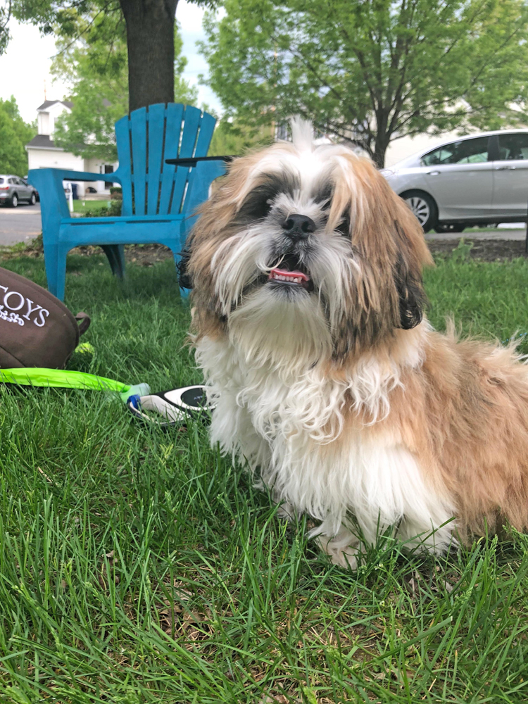 Pupppy tie out stake and cable for backyard