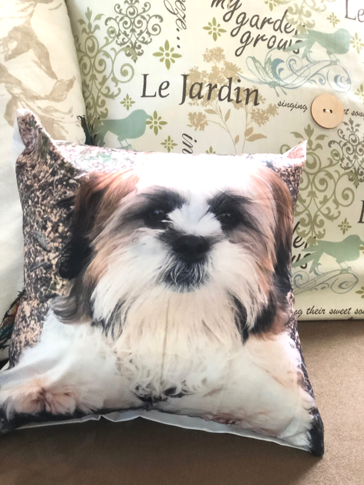 puppy on a pillow