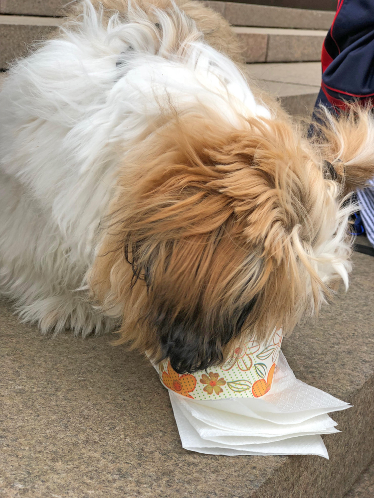 puppy eating ice cream