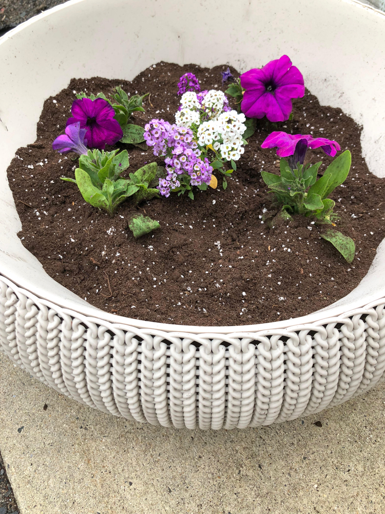 Keter resin planters planted with petunia and alyssum flowers