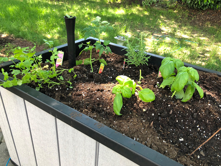 Keter raised patio garden planted with herbs and vegetables
