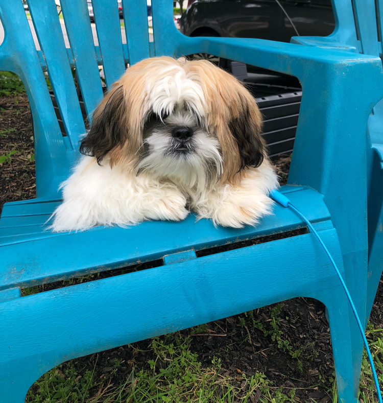 Shih Tzu puppy on an Aidrondack chair