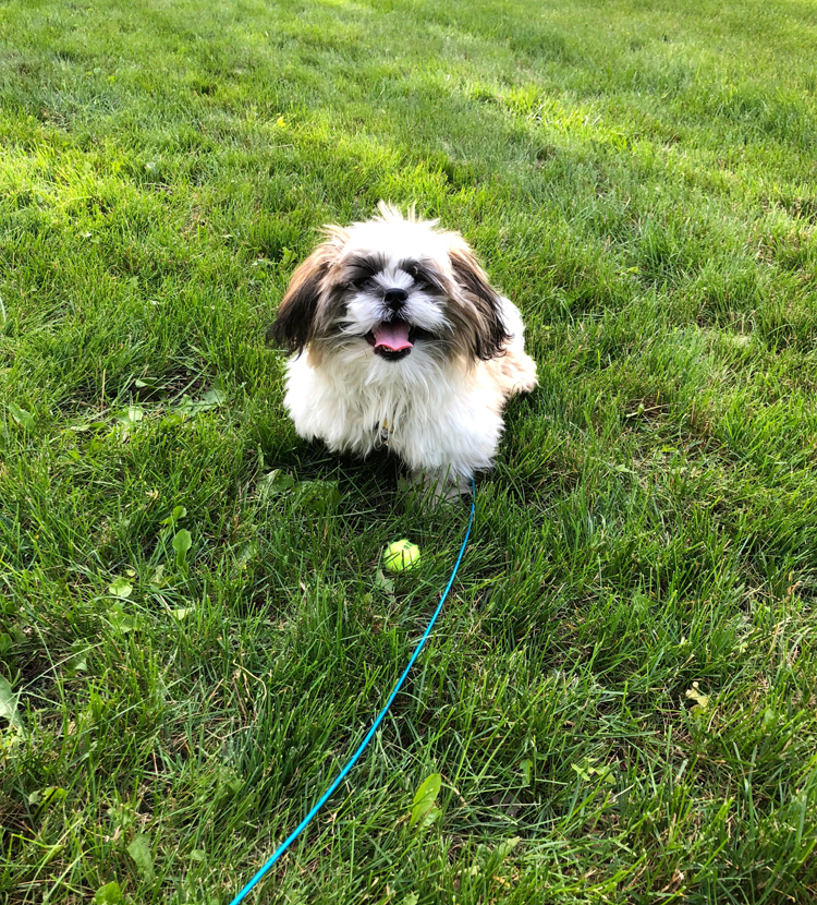 Shih Tzu puppy