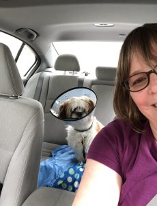 puppy in a backseat of a car with a protective post surgery collar