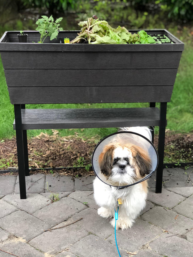 A Shih Tzu puppy with the Keter Urban Bloomer