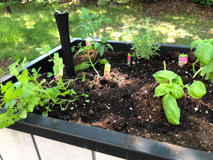 Raised Sequoia patio planter by Keter filled with vegetables and herbs