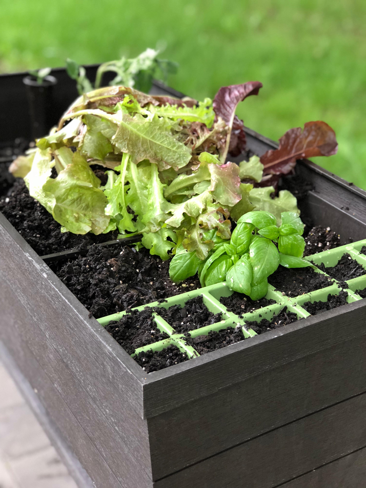 The Keter Urban Bloomer has a seed starting tray for starting seeds for your planter