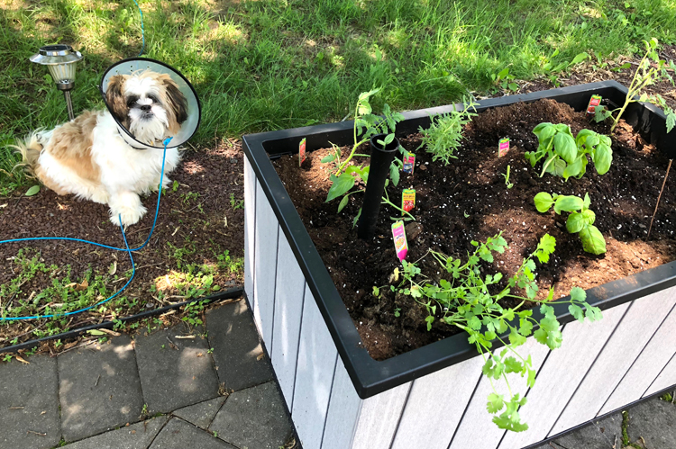 Shih Tzu puppy and a raised patio garden planted with herbs and vegetables