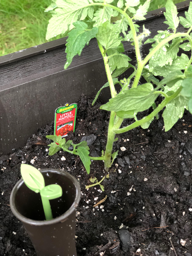 The Urban Bloomer comes with a watering gauge to make keeping your veggies adequately watered simple