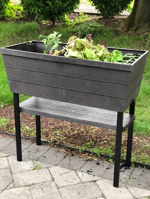 vegetables growing in a raised patio planter